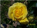 Ruža polianta